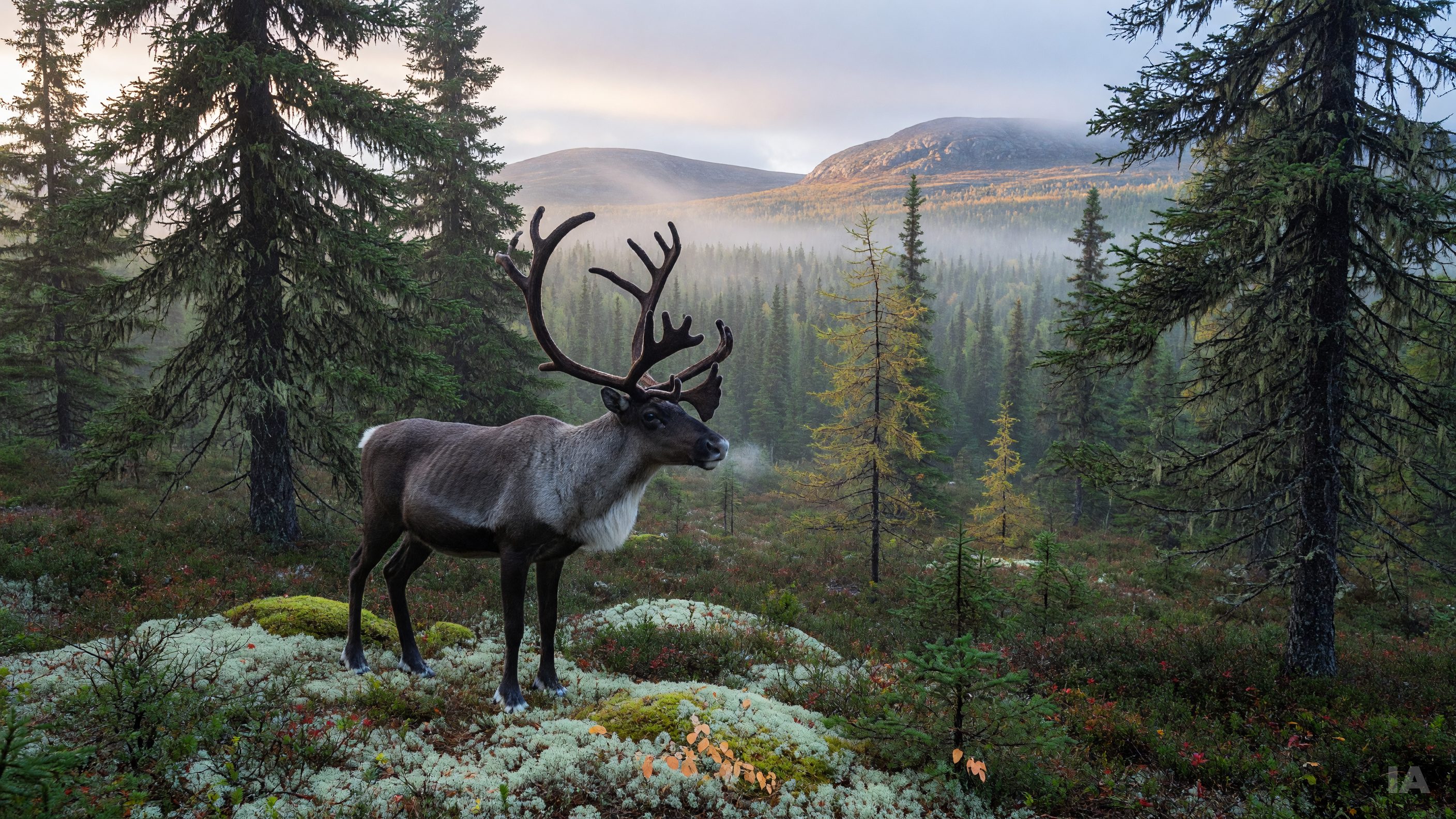 Caribou de Charlevoix : le dossier qui force les candidats de la Capitale-Nationale à choisir