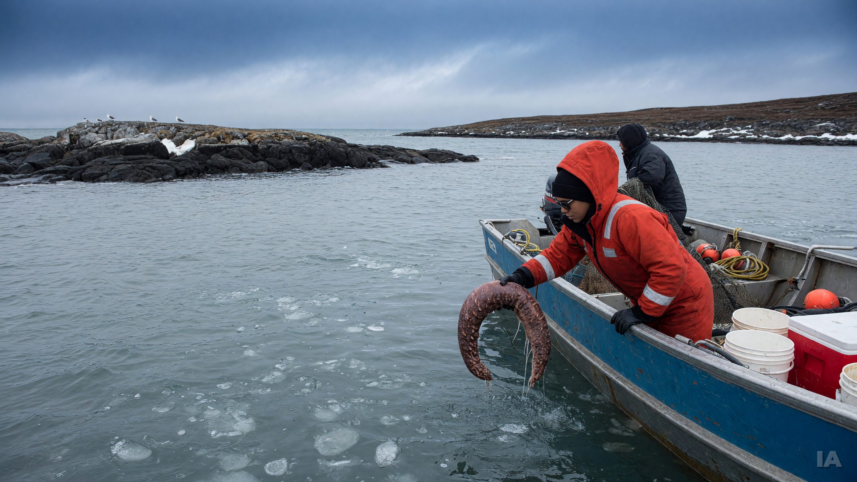 À Sanikiluaq, les concombres de mer pourraient prolonger la saison de pêche de la communauté