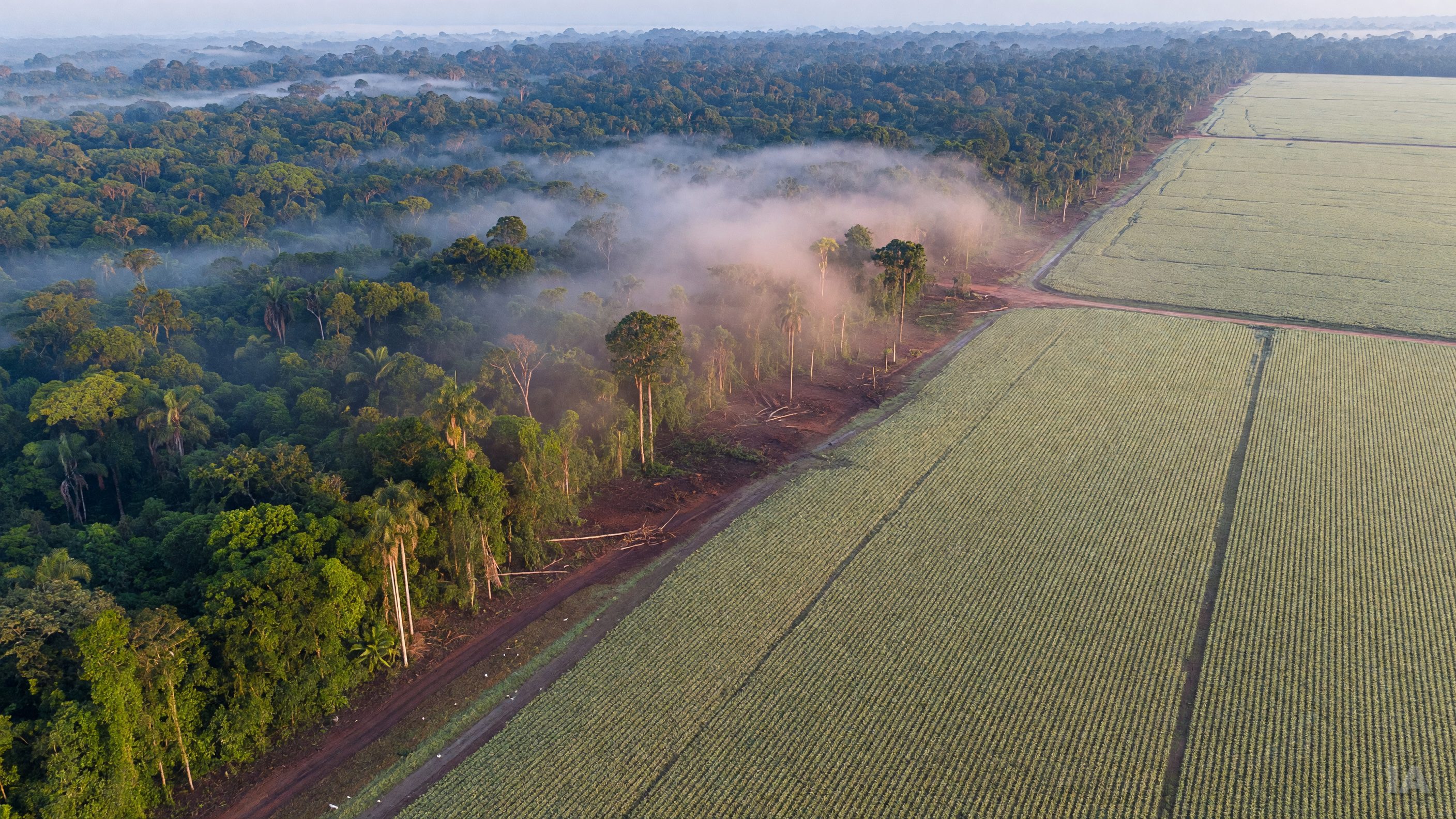 Déforestation : comment les lobbyistes américains ont ciblé la loi européenne
